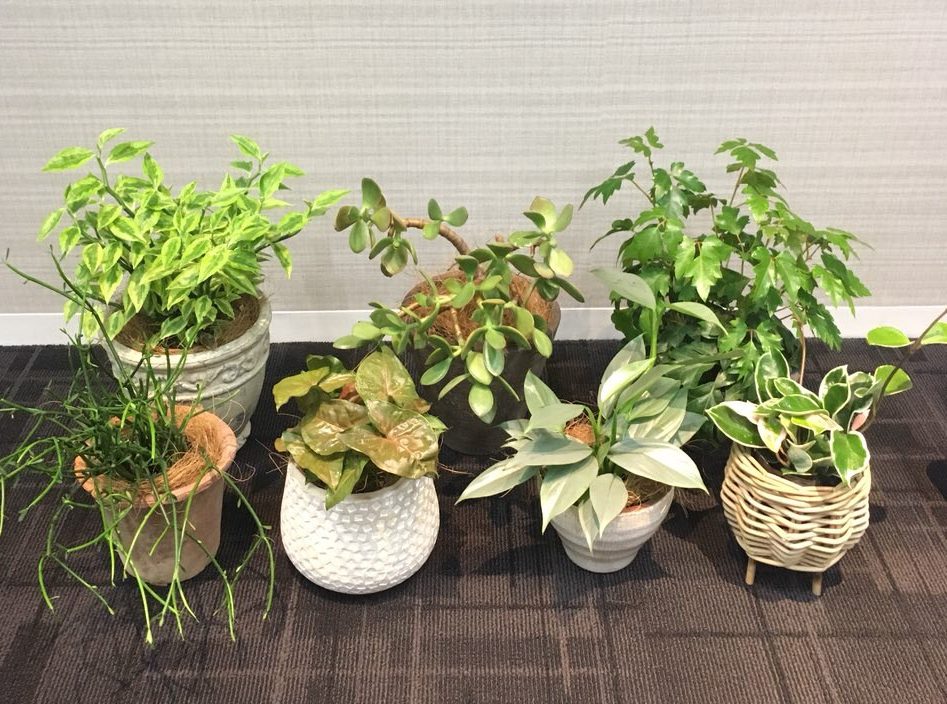 オフィスで観葉植物を育てるポイントとトラブル対処法 グリーンロード